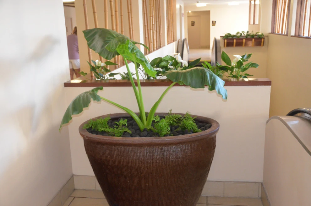 Waikiki Beach Hotel by Lanaiscapes - Photo 13