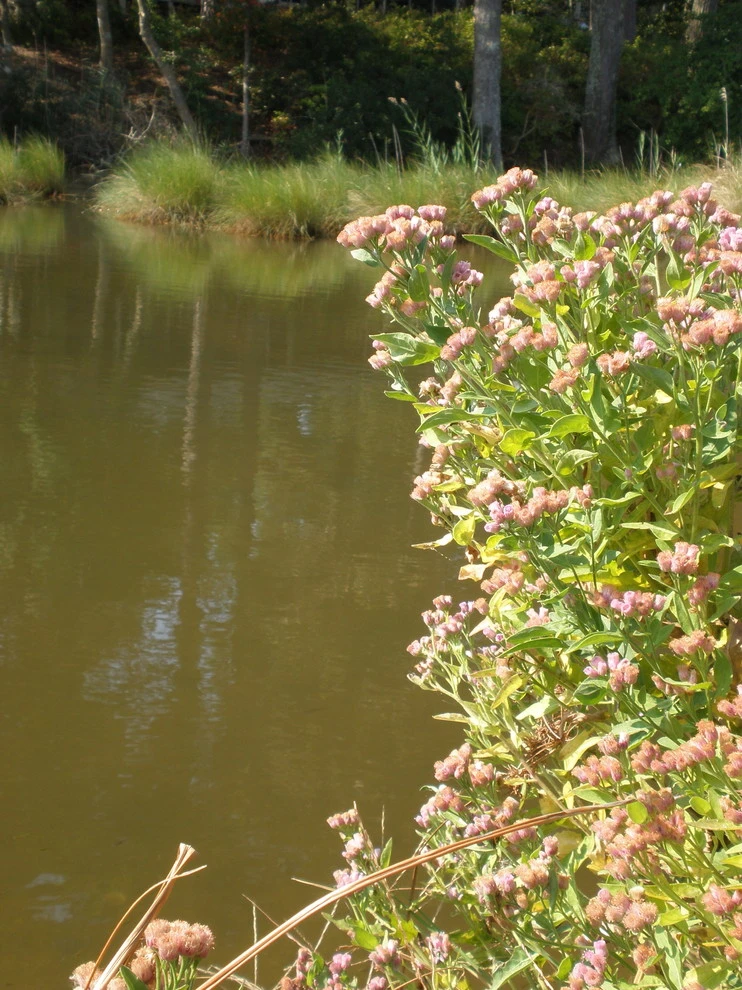 Potomac River waterfront by Landis Garden Design - Photo 2