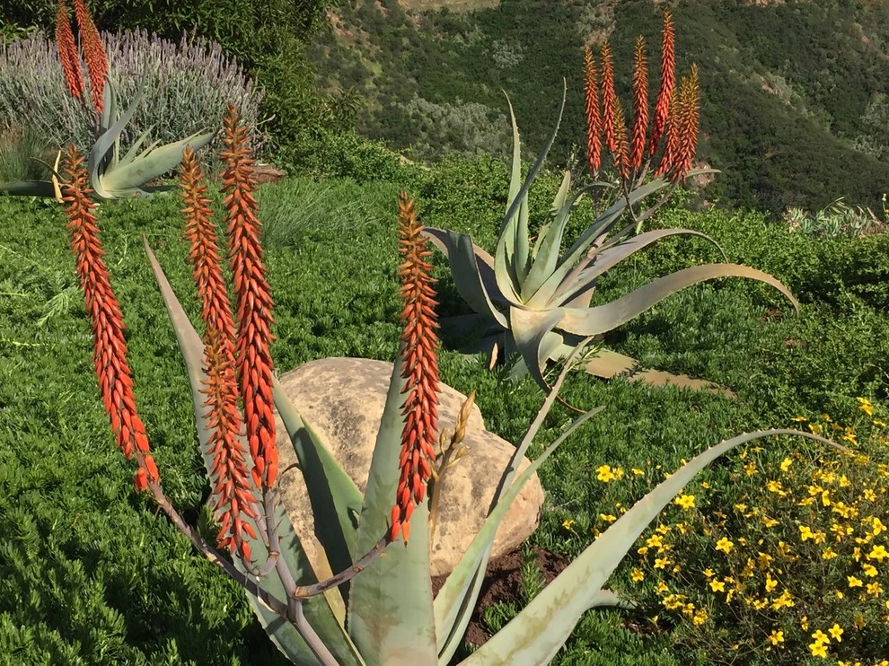 Spyglass ridge by Natural Concepts Landscaping Contractors - Photo 36