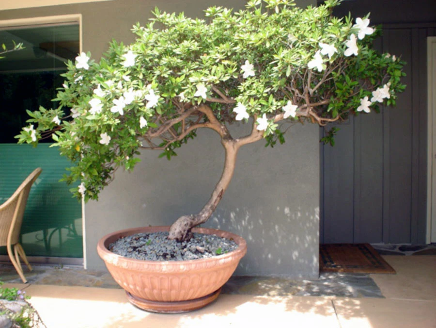 Brentwood Project by Perla Arquieta ASLA - Photo 6