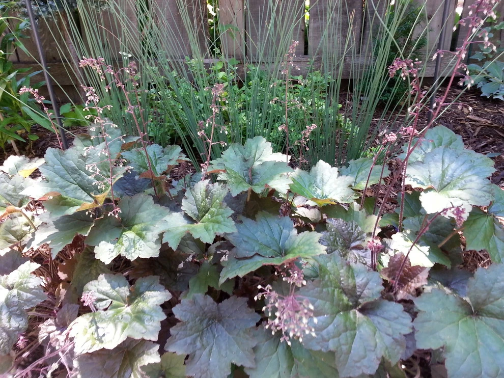 Planting Combinations by Reber Landscape Architecture - Photo 11