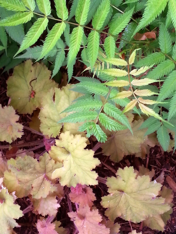 Planting Combinations by Reber Landscape Architecture - Photo 4