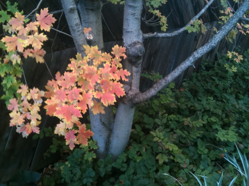 Planting Combinations by Reber Landscape Architecture - Photo 12