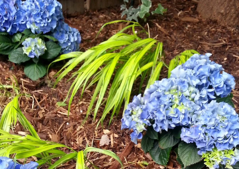 Planting Combinations by Reber Landscape Architecture - Photo 8