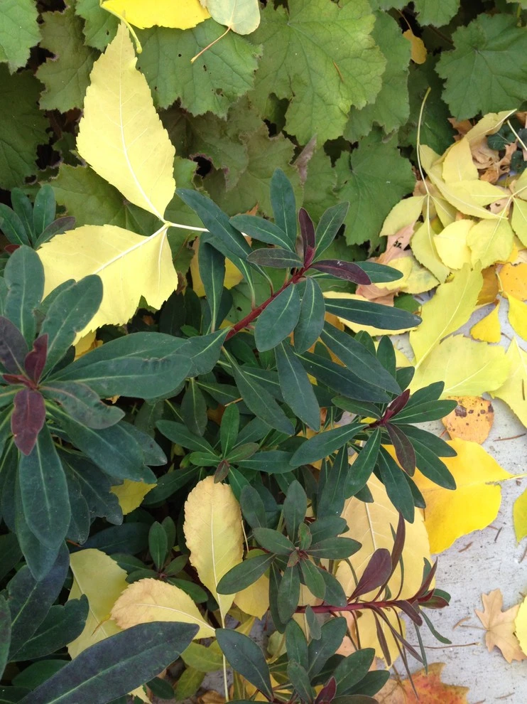 Planting Combinations by Reber Landscape Architecture - Photo 13