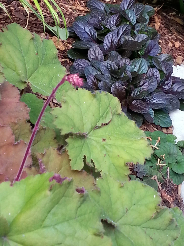 Planting Combinations by Reber Landscape Architecture - Photo 7