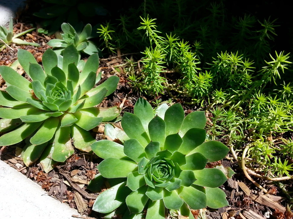 Planting Combinations by Reber Landscape Architecture - Photo 6