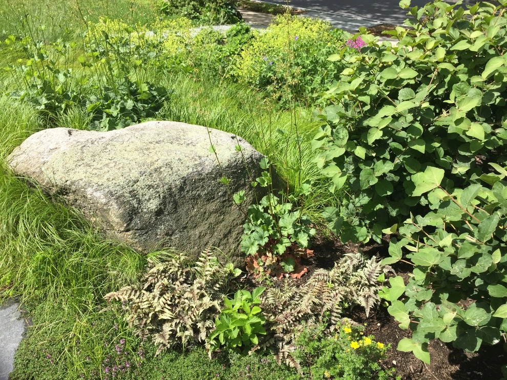 Belmont Front Yard Landscape Renovation by Elizabeth Gourley Design - Photo 6