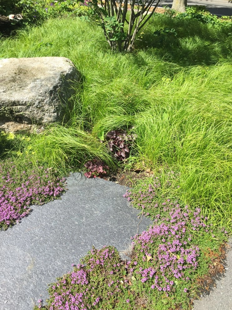 Belmont Front Yard Landscape Renovation by Elizabeth Gourley Design - Photo 5