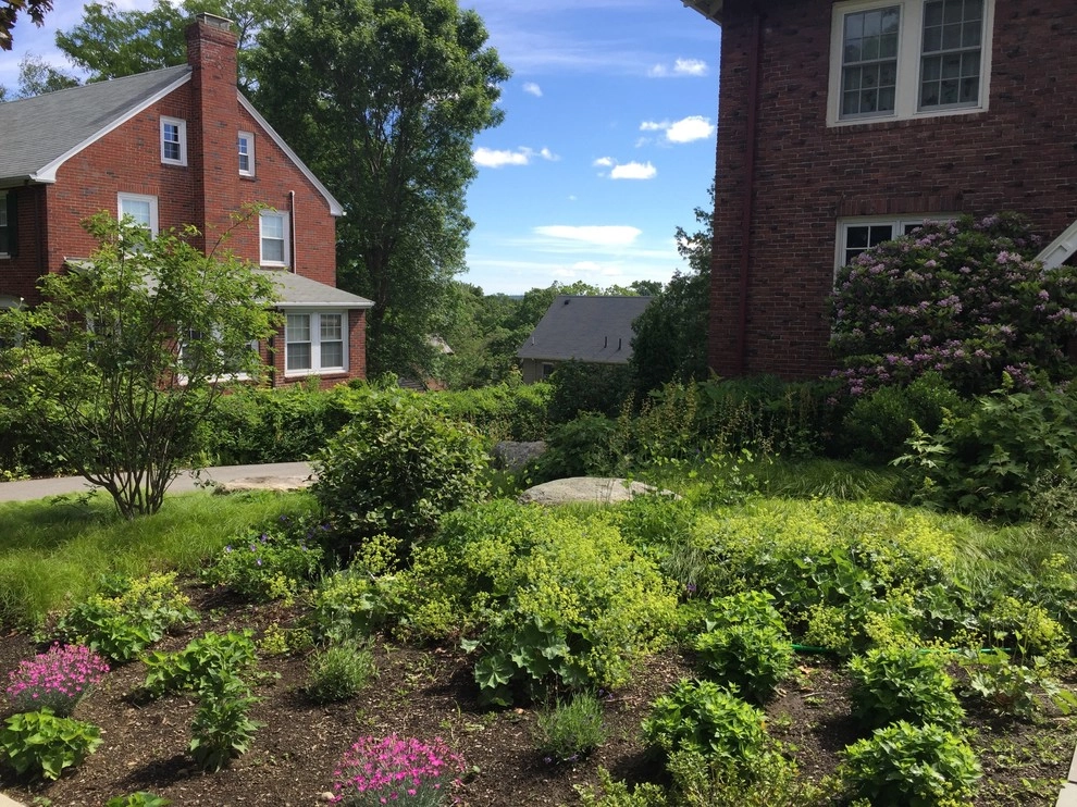 Belmont Front Yard Landscape Renovation by Elizabeth Gourley Design - Photo 7