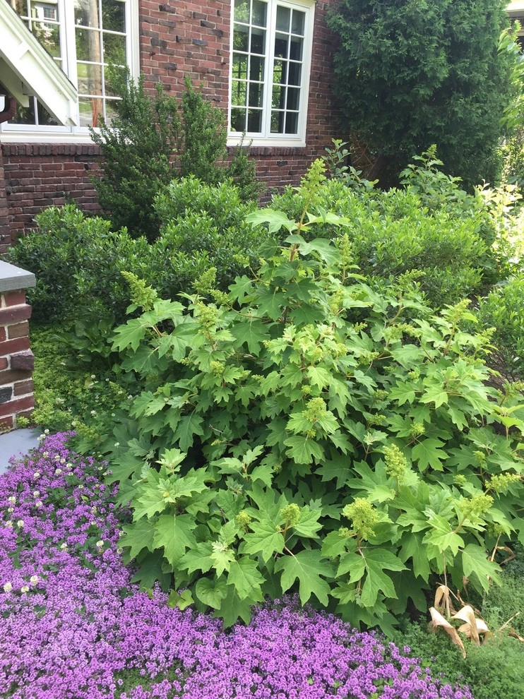 Belmont Front Yard Landscape Renovation by Elizabeth Gourley Design - Photo 2