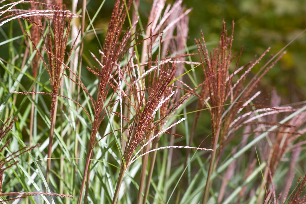 Contemporary Landscape by A Blade Of Grass - Photo 18