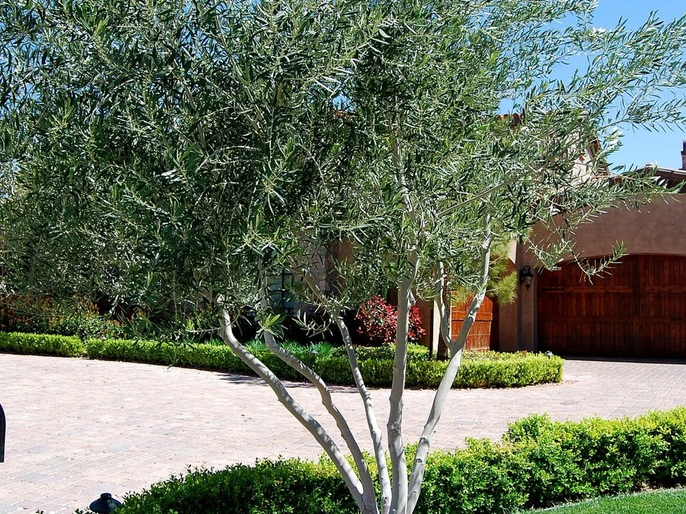 Portfolio by Sunset Oasis Landscapes - Photo 11