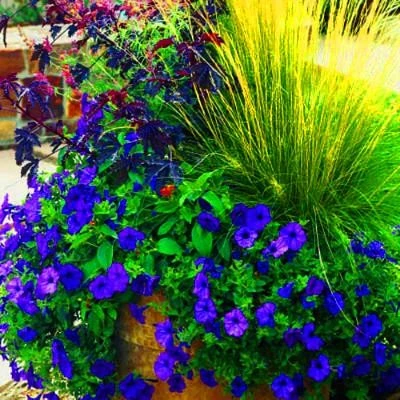 Flower Containers and Hanging Baskets by Sutter Design Group - Photo 3