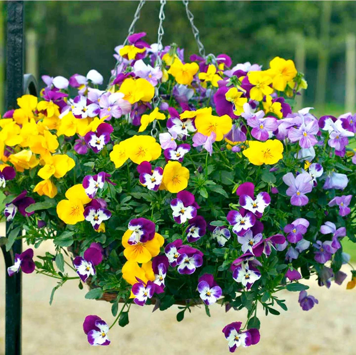 Flower Containers and Hanging Baskets by Sutter Design Group - Photo 2