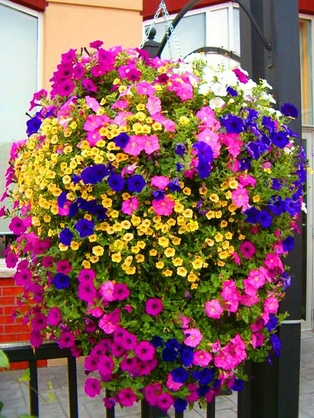 Flower Containers and Hanging Baskets by Sutter Design Group - Photo 6