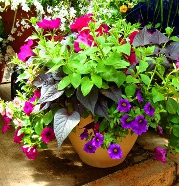 Flower Containers and Hanging Baskets by Sutter Design Group - Photo 7