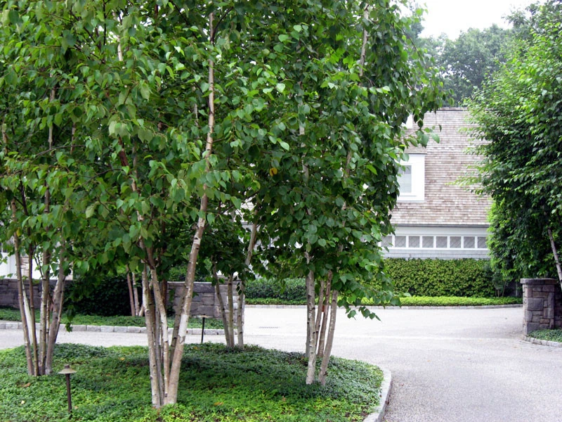 The Cultural Landscape Foundation - Photo 11
