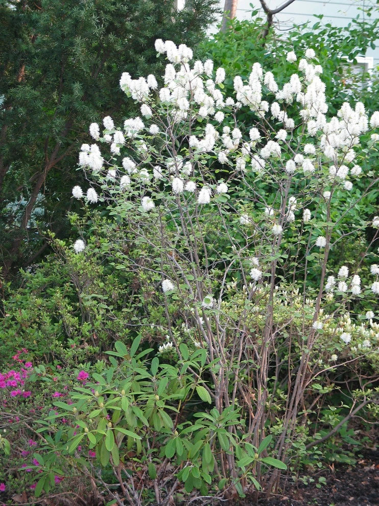 Tranquil Takoma Garden - Private Residence by The Landscape Group - TLG Design - Photo 9
