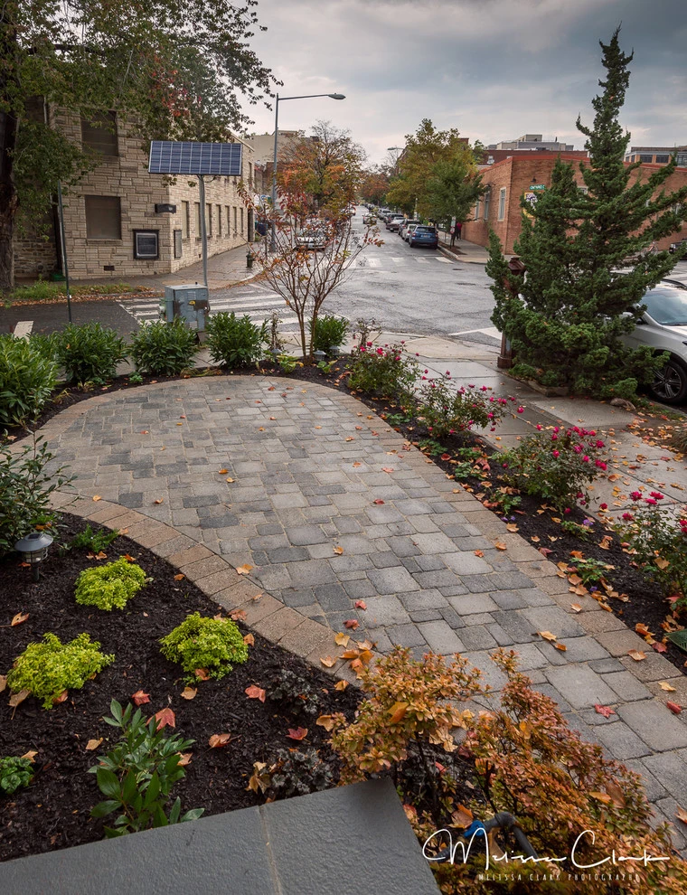 NW washington DC Courtyard Renovation by Tiger Lily Landscapes, LLC - Photo 3