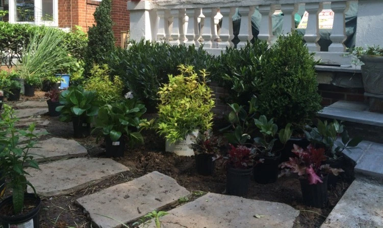 Northwest DC Cityscape by Tiger Lily Landscapes, LLC - Photo 5
