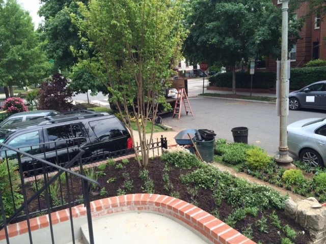 Capitol Hill Front Yard Renovation by Tiger Lily Landscapes, LLC - Photo 2