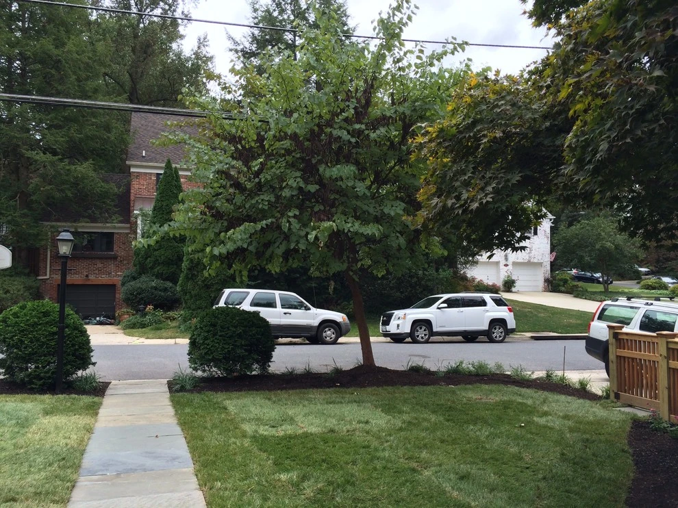 Bethesda, Maryland Landscape Design by Tiger Lily Landscapes, LLC - Photo 3