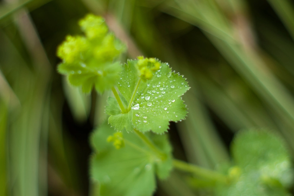 Welcome Garden by A Blade Of Grass - Photo 19