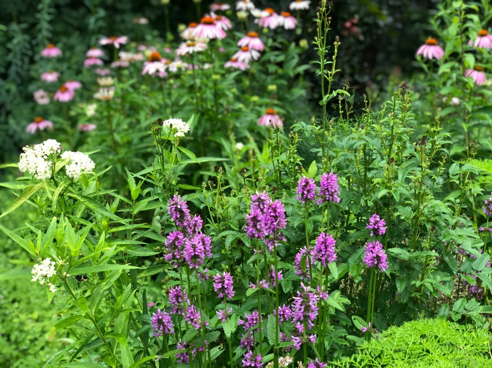 Mixed Planting Border by Ty Tan Designs, LLC - Photo 6