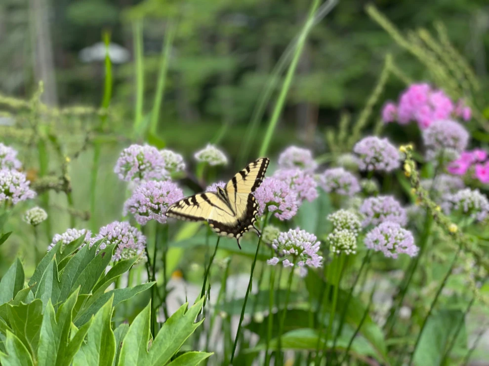 Mixed Planting Border by Ty Tan Designs, LLC - Photo 2