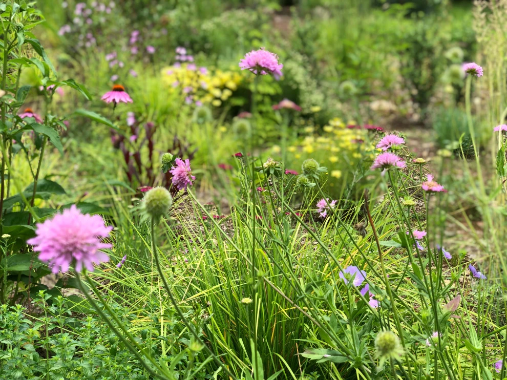 Slope Meadow Planting by Ty Tan Designs, LLC - Photo 6