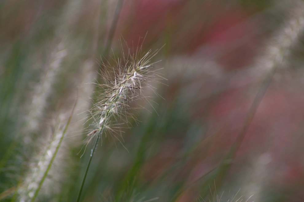 A Blade Of Grass - Photo 6
