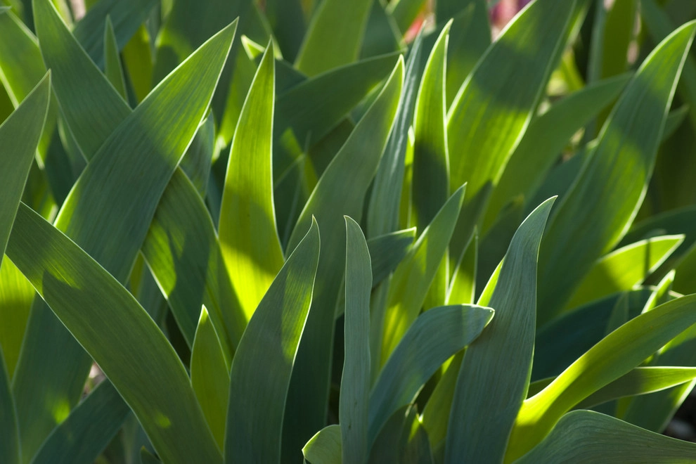 Fletcher Steele Revitalized by A Blade Of Grass - Photo 29