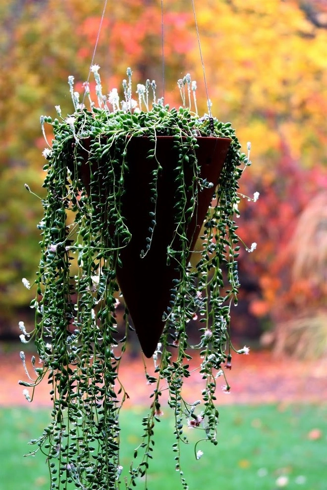 Container Gardening by Fine Garden Creations - Photo 11