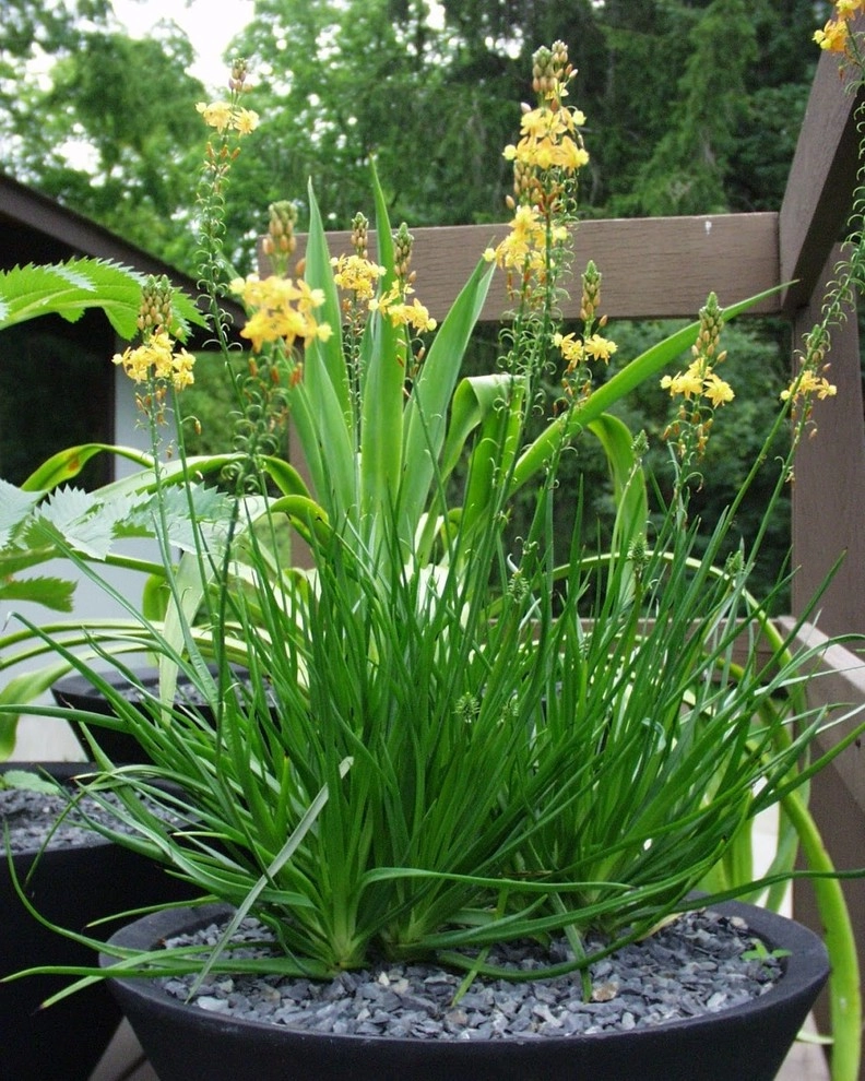 Fine Garden Creations - Photo 2
