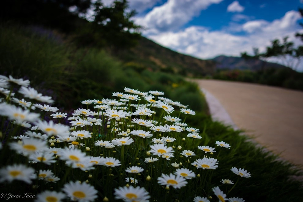Garden of Splendor by Flora Distinctive Landscapes - Photo 6
