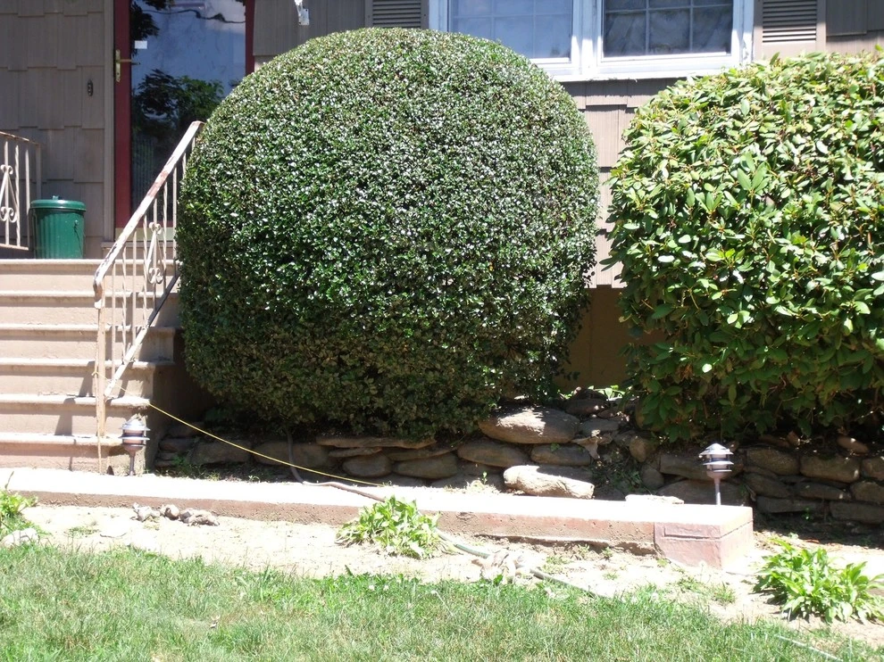Landscaping & Design by American Landscape, LLC - Photo 4