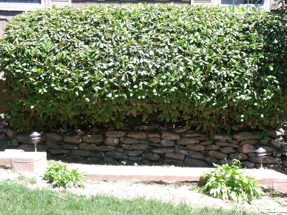 American Landscape, LLC - Photo 8