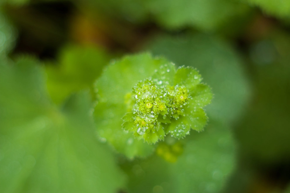 Welcome Garden by A Blade Of Grass - Photo 26
