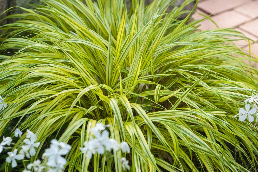 Welcome Garden by A Blade Of Grass - Photo 9