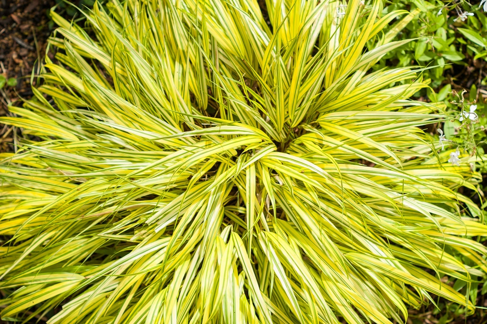 Welcome Garden by A Blade Of Grass - Photo 20