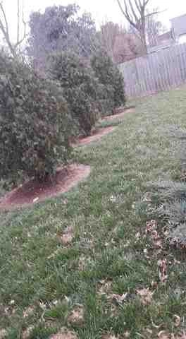 Alberto Alavez Professional Lawn Services LLC 5 by Alberto Alavez Professional Lawn Services LLC - Photo 77