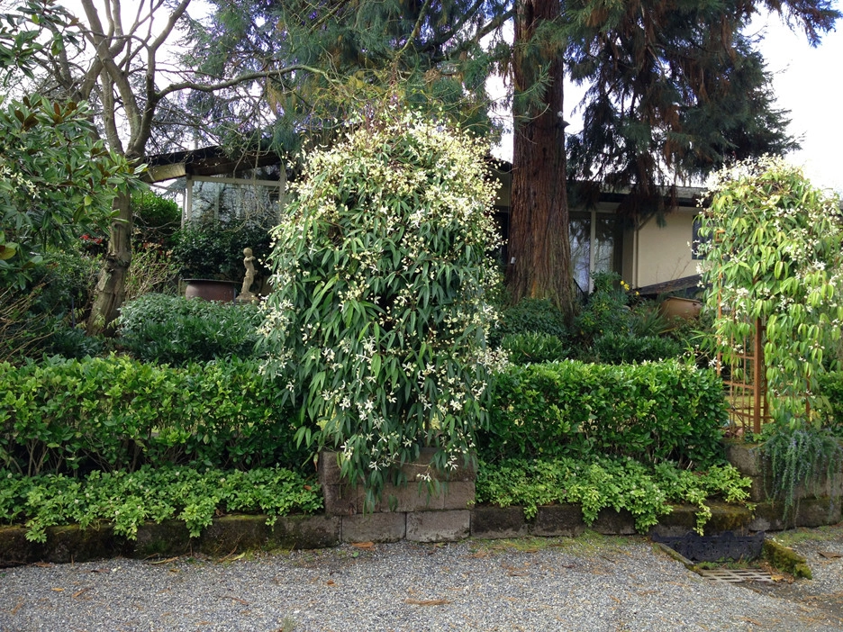 Madison Park Project - Seattle Residence by Folia Horticultural + Design - Photo 10