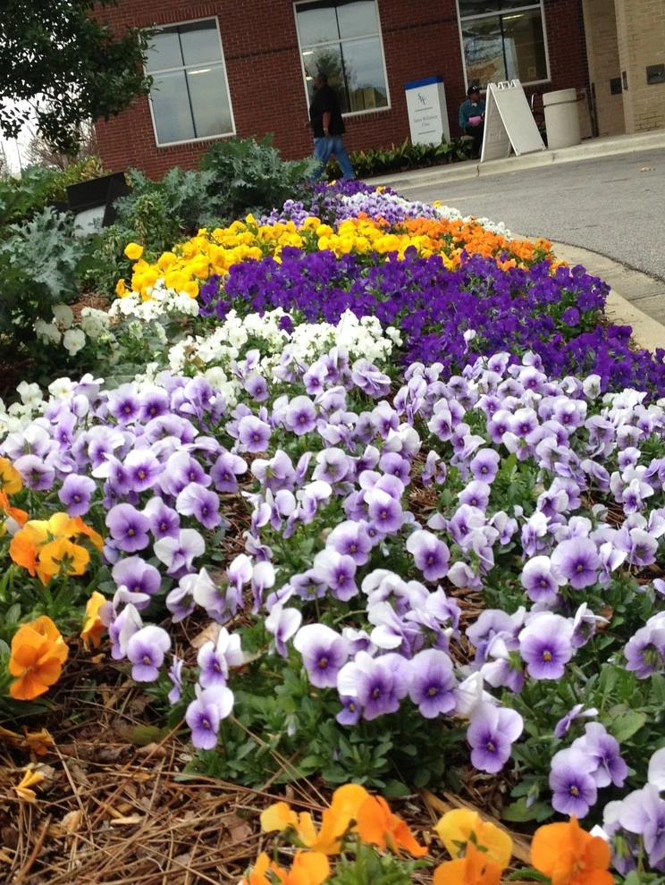 Fall Flowers by Blackjack Horticulture - Photo 9