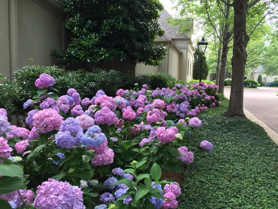 Summertime by Blackjack Horticulture - Photo 2