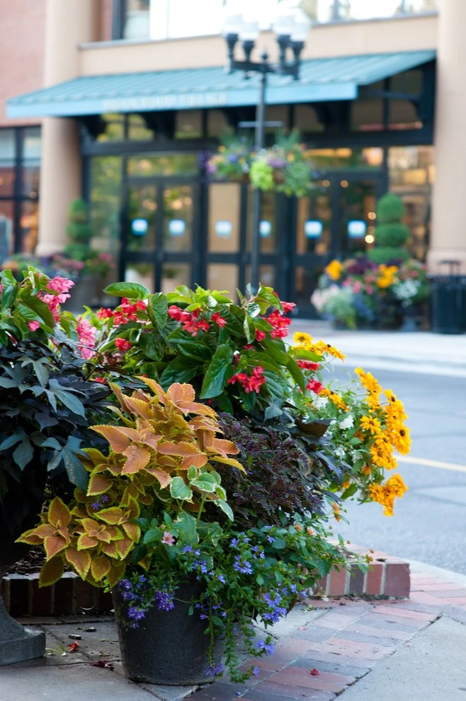 Spring Flowers by Blackjack Horticulture - Photo 2