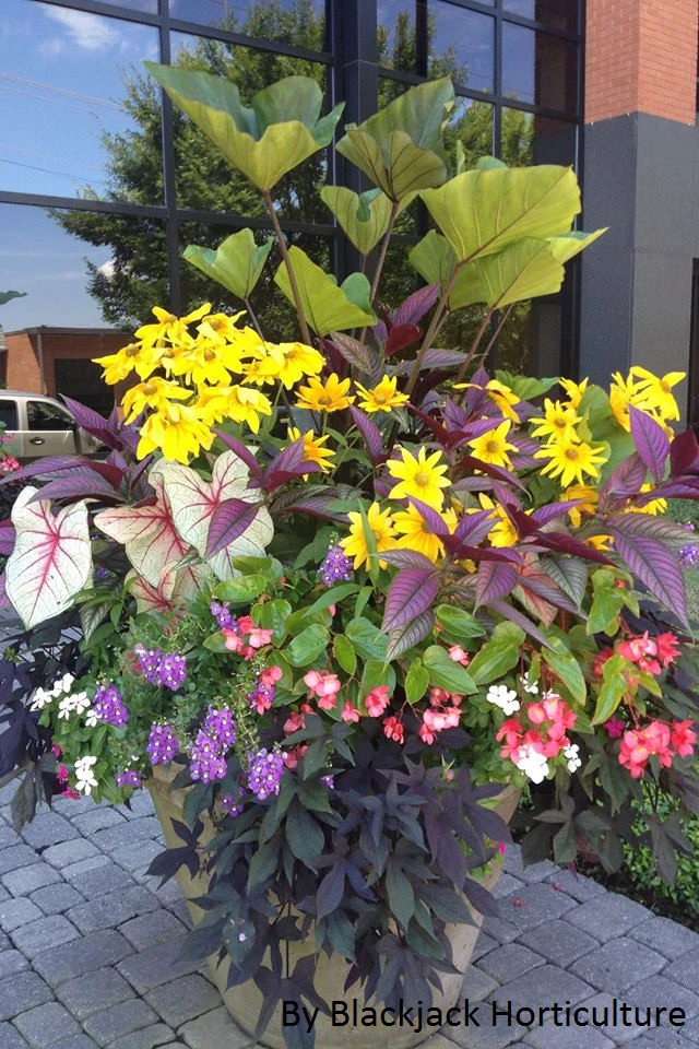 Spring Flowers by Blackjack Horticulture - Photo 6