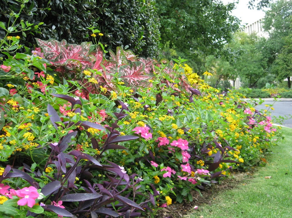 Spring Flowers by Blackjack Horticulture - Photo 13