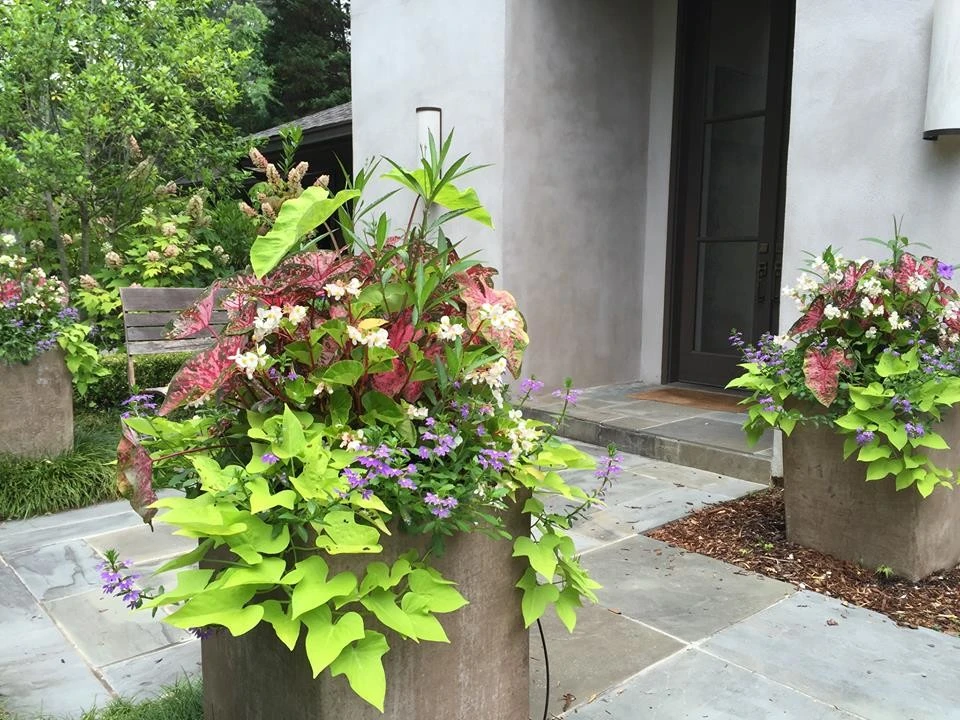 Spring Flowers by Blackjack Horticulture - Photo 4