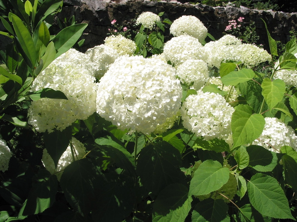 Varied Plants for New England Landscapes by Foster's Inc. Landscape Design & Installation - Photo 2